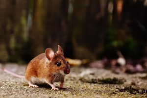 Photo of a mouse